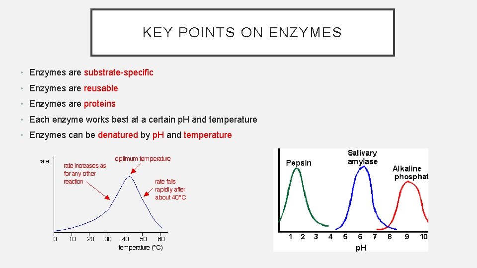 KEY POINTS ON ENZYMES • Enzymes are substrate-specific • Enzymes are reusable • Enzymes