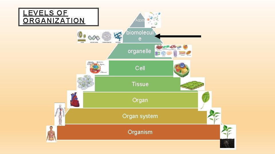 LEVELS OF ORGANIZATION Atom biomolecul e organelle Cell Tissue Organ system Organism 