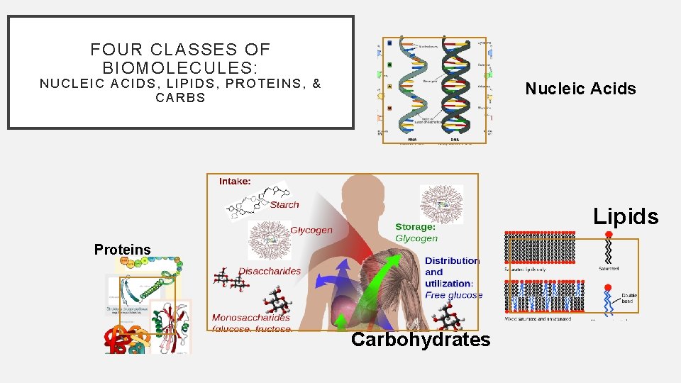 FOUR CLASSES OF BIOMOLECULES: NUCLEIC ACIDS, LIPIDS, PROTEINS, & CARBS Nucleic Acids Lipids Proteins