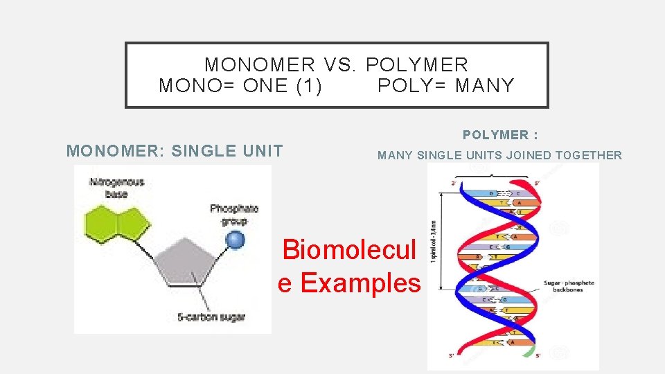 MONOMER VS. POLYMER MONO= ONE (1) POLY= MANY MONOMER: SINGLE UNIT POLYMER : MANY