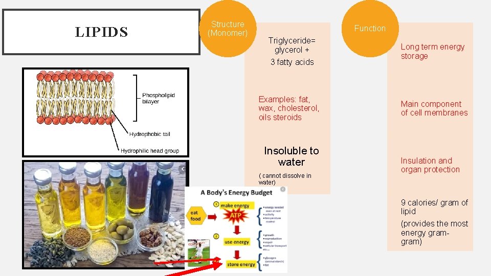LIPIDS Structure (Monomer) Function Triglyceride= glycerol + 3 fatty acids Examples: fat, wax, cholesterol,