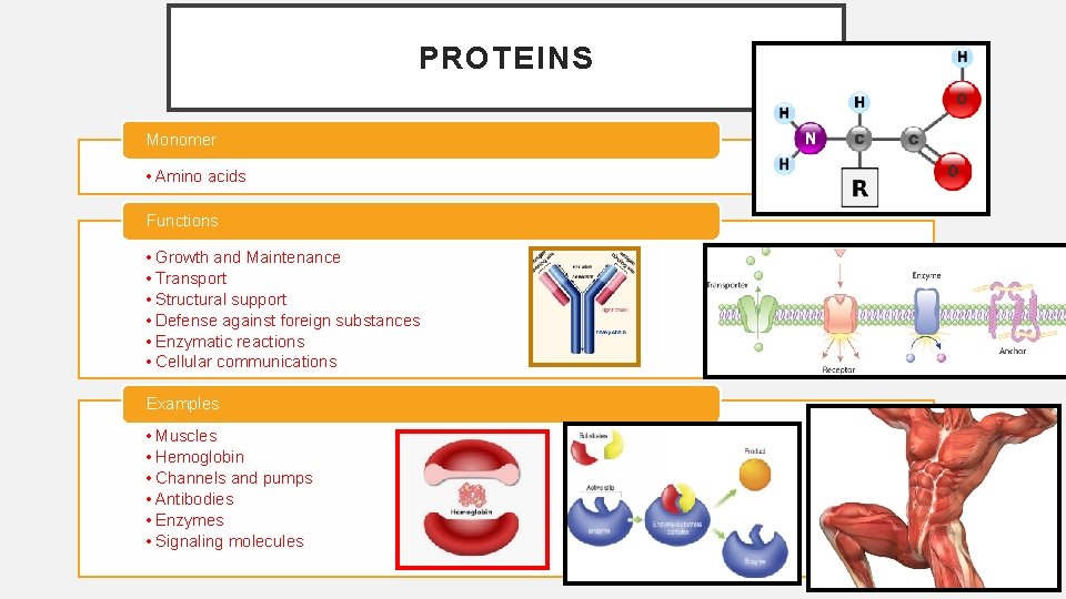 PROTEINS Monomer • Amino acids Functions • Growth and Maintenance • Transport • Structural