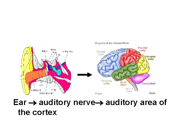 Ear auditory nerve auditory area of the cortex 