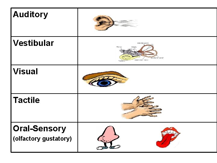 Auditory Vestibular Visual Tactile Oral-Sensory (olfactory gustatory) 