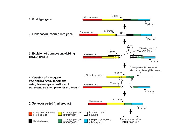 Targeted gene alteration in Caenorhabditis elegans by gene