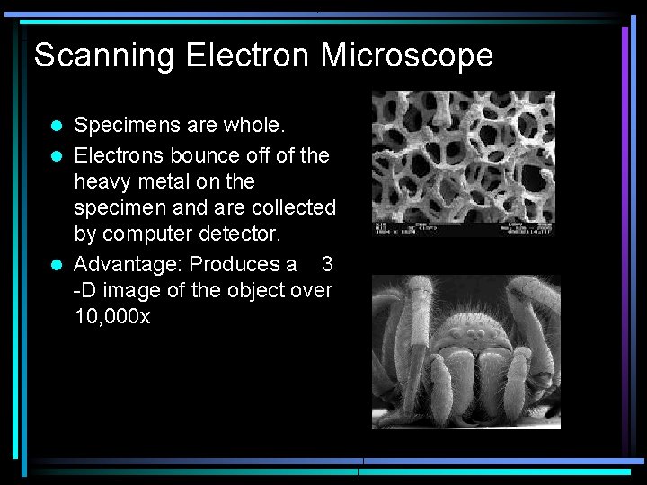 Scanning Electron Microscope Specimens are whole. l Electrons bounce off of the heavy metal
