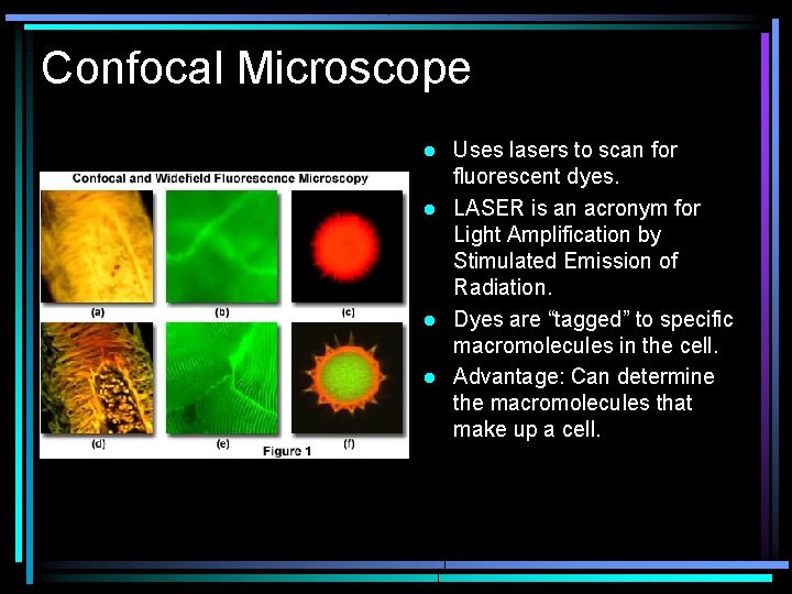 Confocal Microscope Uses lasers to scan for fluorescent dyes. l LASER is an acronym