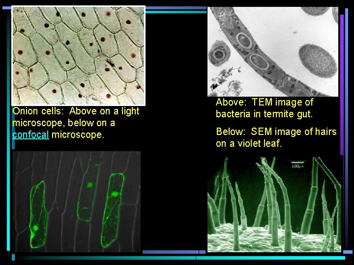 Onion cells: Above on a light microscope, below on a confocal microscope. Above: TEM