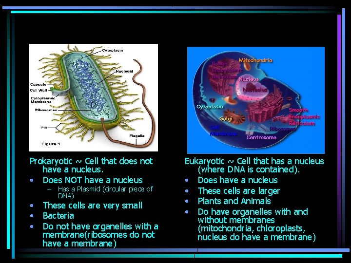 Prokaryotic ~ Cell that does not have a nucleus. • Does NOT have a
