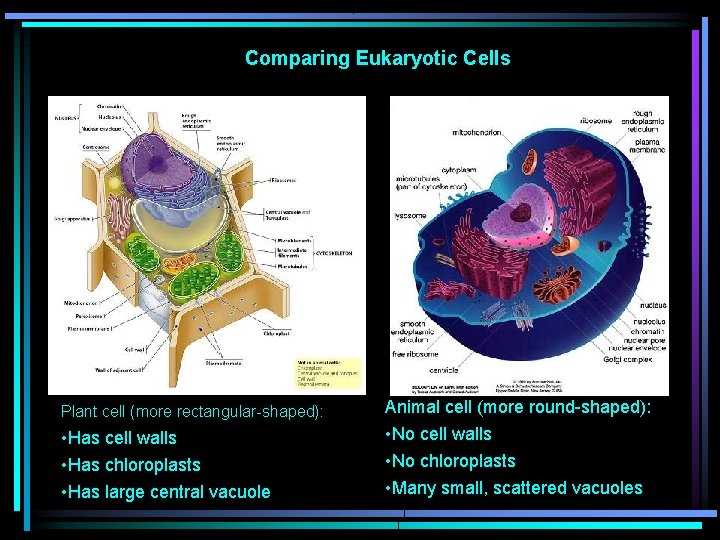 Comparing Eukaryotic Cells Plant cell (more rectangular-shaped): • Has cell walls • Has chloroplasts