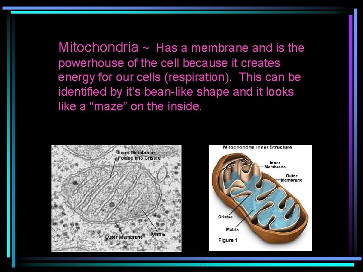 Mitochondria ~ Has a membrane and is the powerhouse of the cell because it