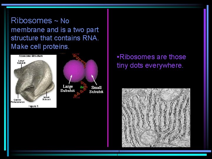 Ribosomes ~ No membrane and is a two part structure that contains RNA. Make