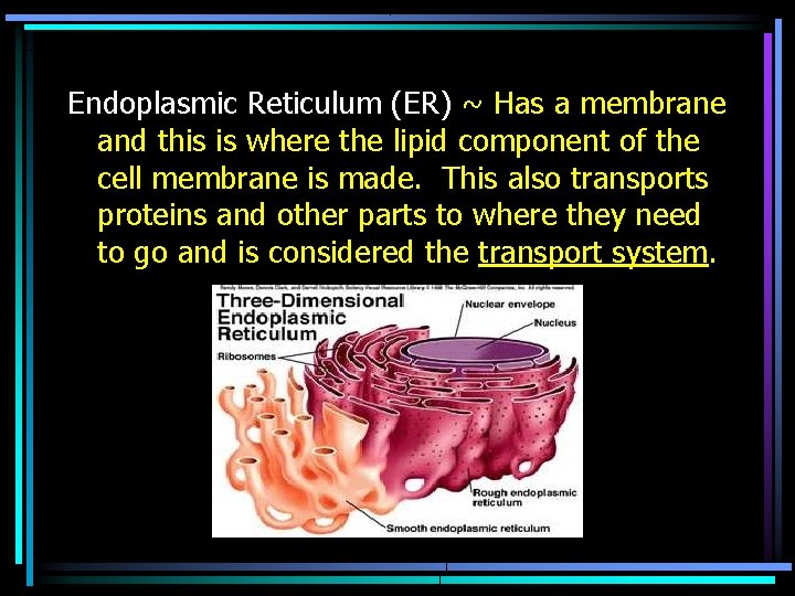 Endoplasmic Reticulum (ER) ~ Has a membrane and this is where the lipid component