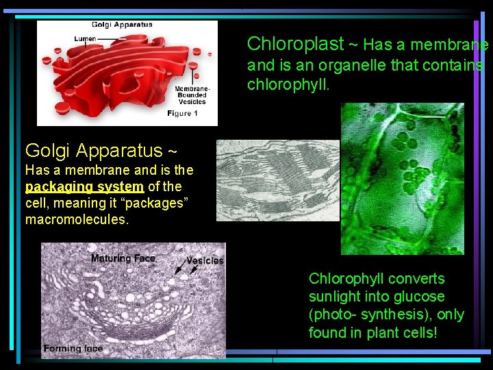 Chloroplast ~ Has a membrane and is an organelle that contains chlorophyll. Golgi Apparatus