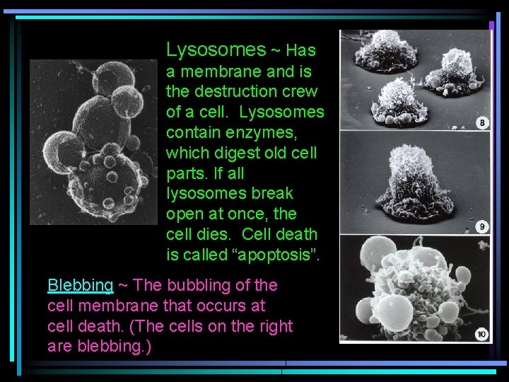 Lysosomes ~ Has a membrane and is the destruction crew of a cell. Lysosomes