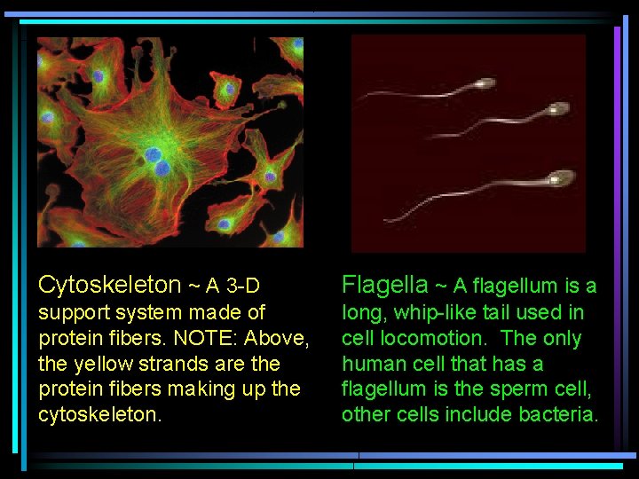 Cytoskeleton ~ A 3 -D Flagella ~ A flagellum is a support system made