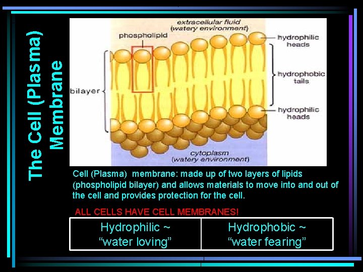 The Cell (Plasma) Membrane Cell (Plasma) membrane: made up of two layers of lipids