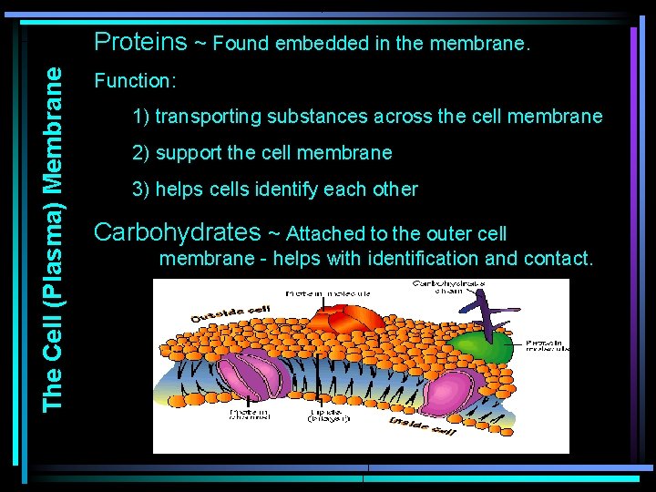 The Cell (Plasma) Membrane Proteins ~ Found embedded in the membrane. Function: 1) transporting