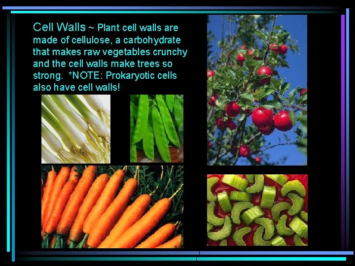 Cell Walls ~ Plant cell walls are made of cellulose, a carbohydrate that makes