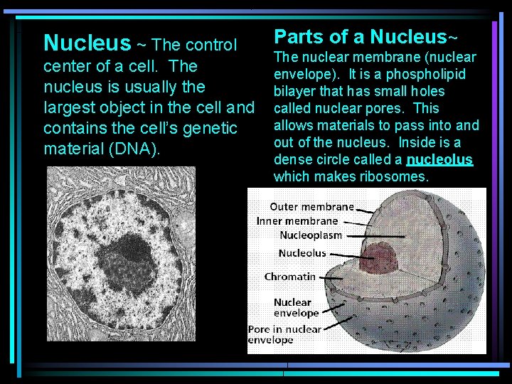 Nucleus ~ The control center of a cell. The nucleus is usually the largest