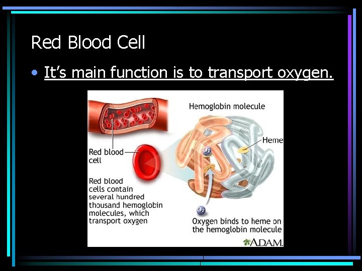 Red Blood Cell • It’s main function is to transport oxygen. 