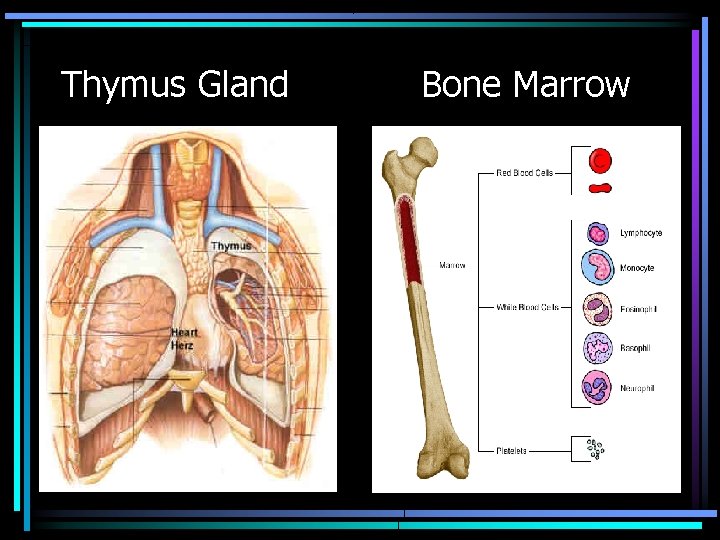 Thymus Gland Bone Marrow 
