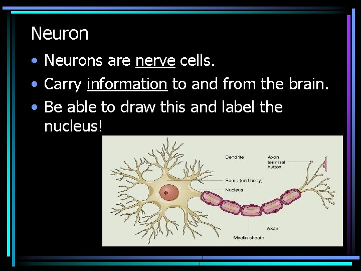 Neuron • Neurons are nerve cells. • Carry information to and from the brain.