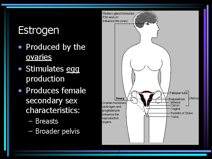 Estrogen • Produced by the ovaries • Stimulates egg production • Produces female secondary