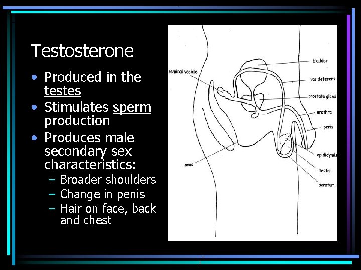 Testosterone • Produced in the testes • Stimulates sperm production • Produces male secondary