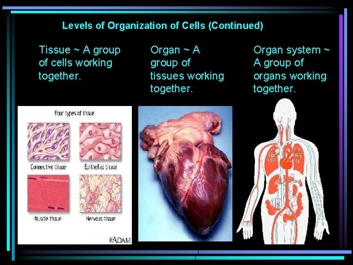 Levels of Organization of Cells (Continued) Tissue ~ A group of cells working together.