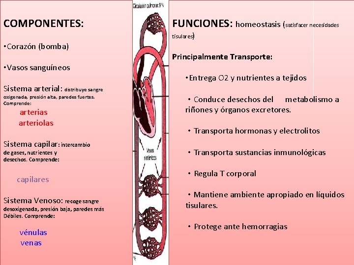 COMPONENTES: • Corazón (bomba) • Vasos sanguíneos Sistema arterial: distribuye sangre oxigenada, presión alta,