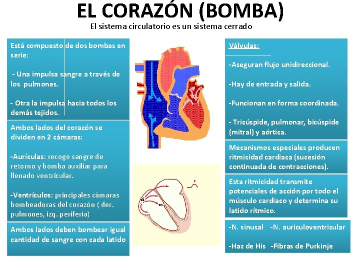 EL CORAZÓN (BOMBA) El sistema circulatorio es un sistema cerrado Está compuesto de dos