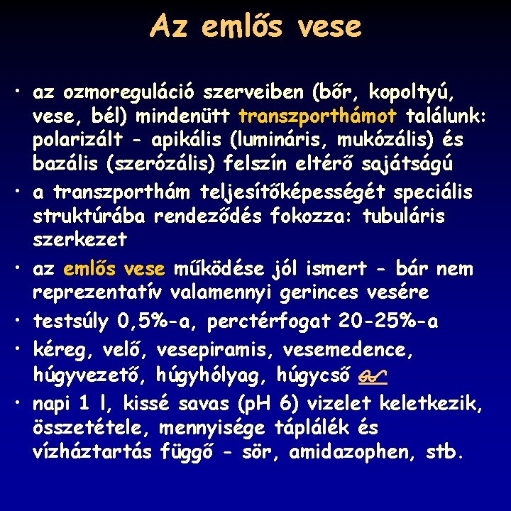 Az emlős vese • az ozmoreguláció szerveiben (bőr, kopoltyú, vese, bél) mindenütt transzporthámot találunk: