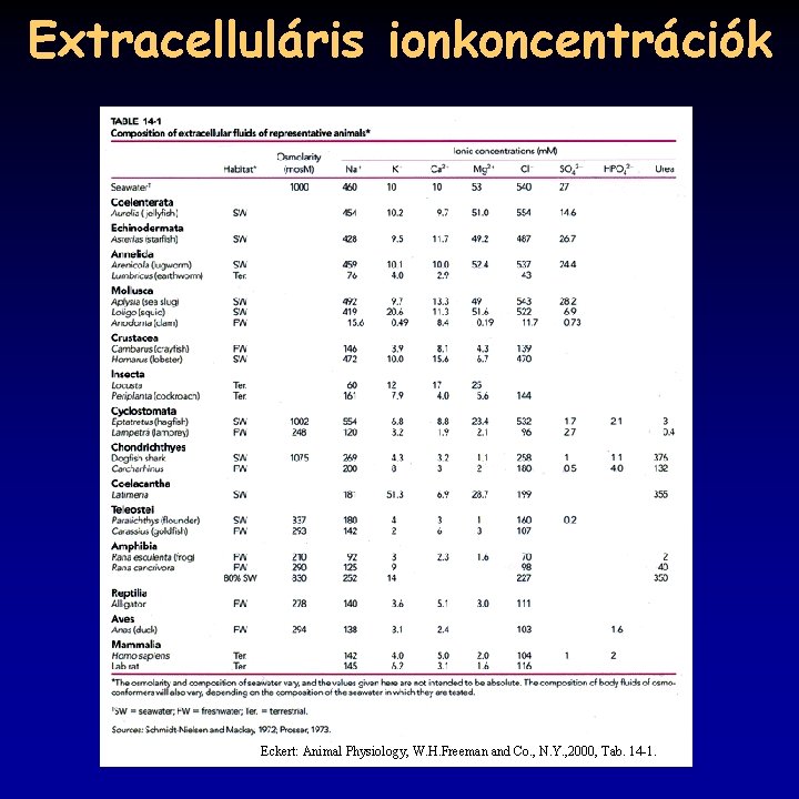 Extracelluláris ionkoncentrációk Eckert: Animal Physiology, W. H. Freeman and Co. , N. Y. ,