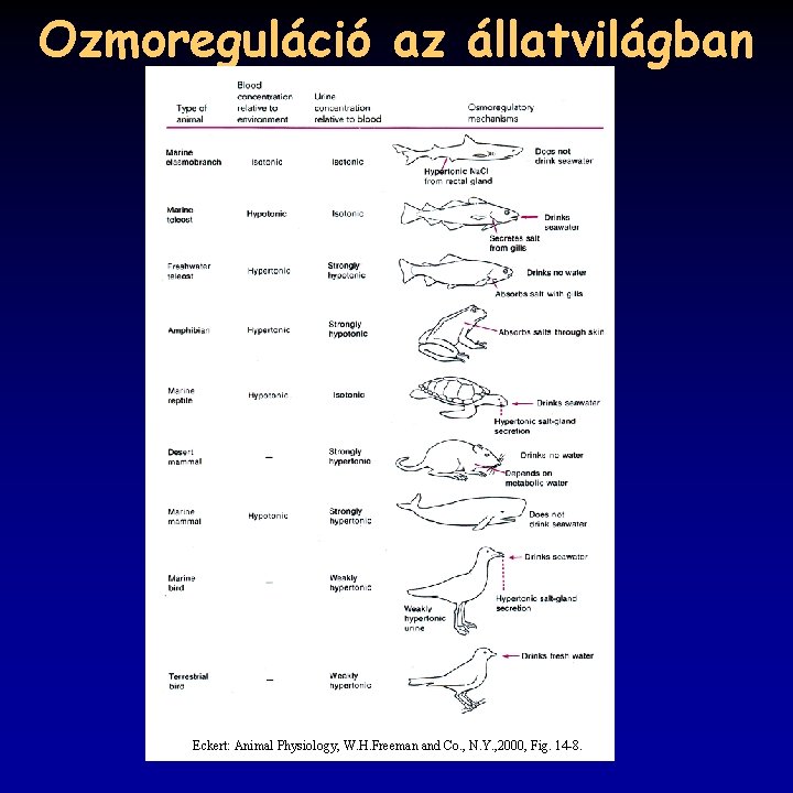 Ozmoreguláció az állatvilágban Eckert: Animal Physiology, W. H. Freeman and Co. , N. Y.