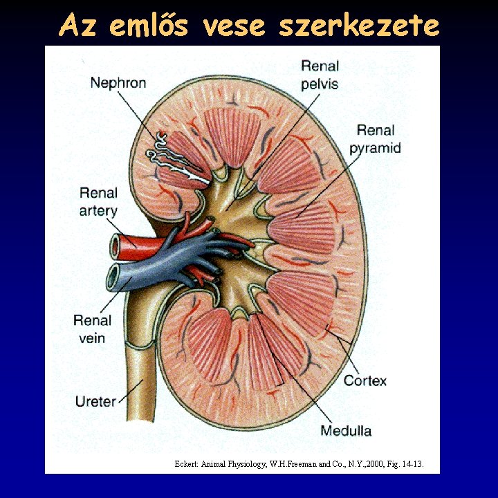 Az emlős vese szerkezete Eckert: Animal Physiology, W. H. Freeman and Co. , N.