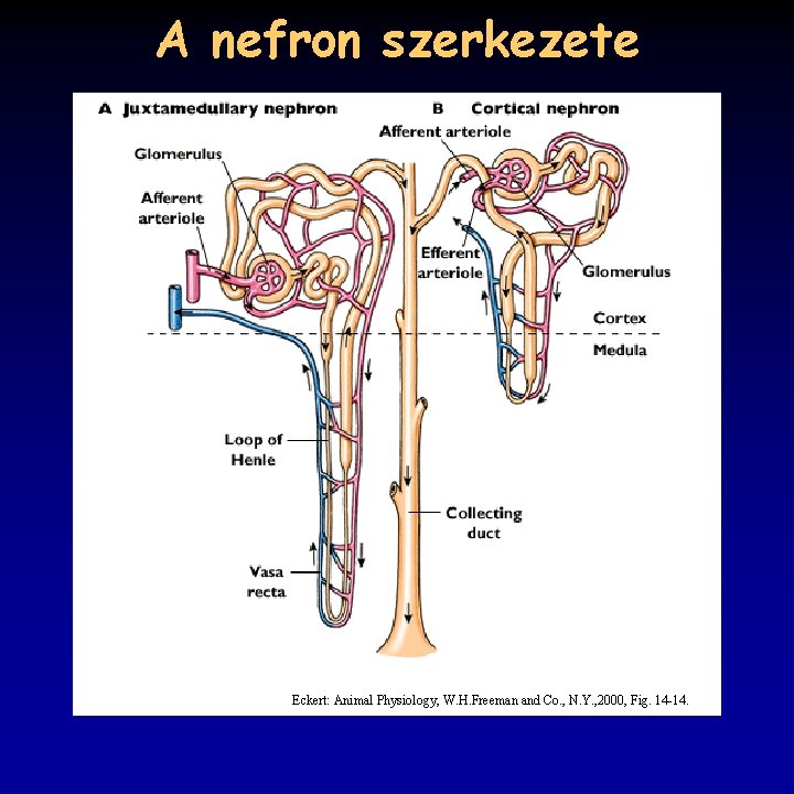 A nefron szerkezete Eckert: Animal Physiology, W. H. Freeman and Co. , N. Y.