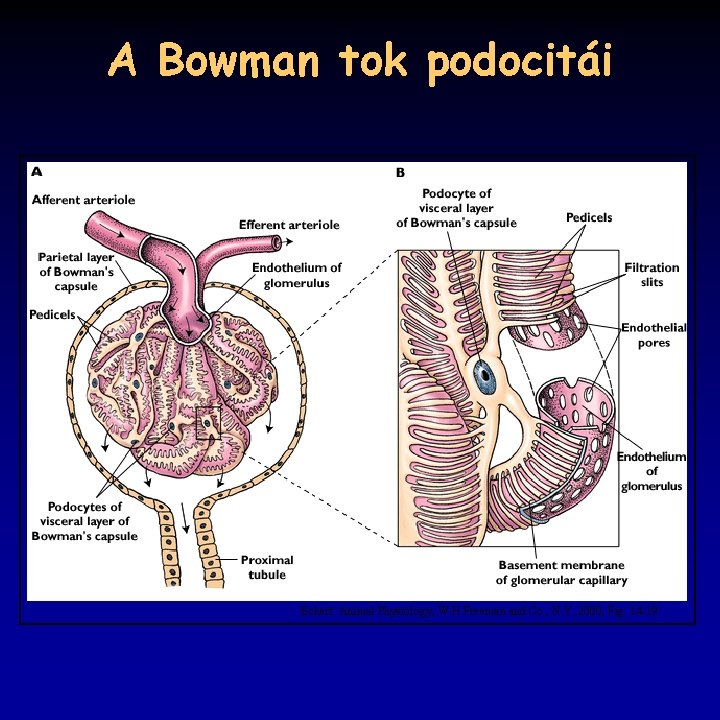 A Bowman tok podocitái Eckert: Animal Physiology, W. H. Freeman and Co. , N.