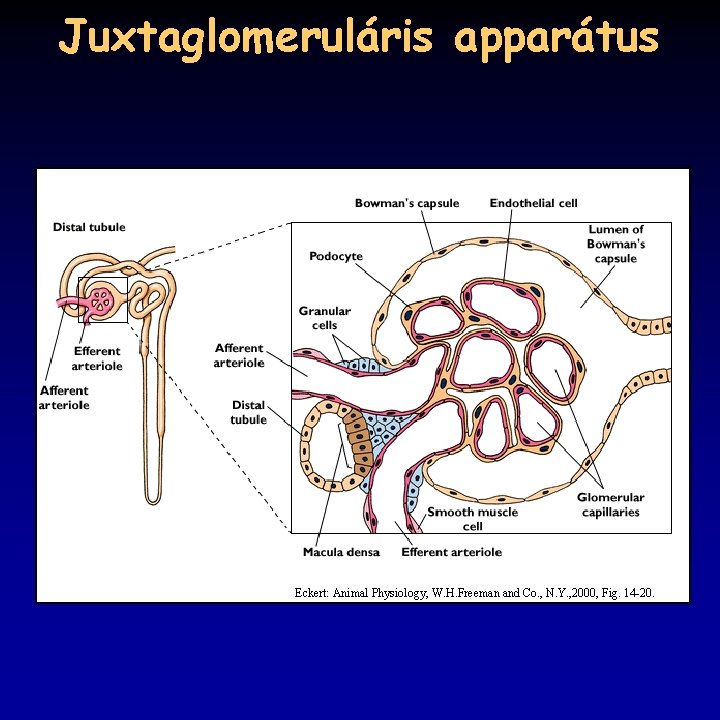 Juxtaglomeruláris apparátus Eckert: Animal Physiology, W. H. Freeman and Co. , N. Y. ,