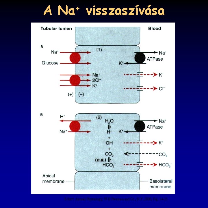 A Na+ visszaszívása Eckert: Animal Physiology, W. H. Freeman and Co. , N. Y.