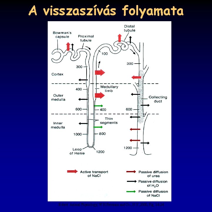 A visszaszívás folyamata Eckert: Animal Physiology, W. H. Freeman and Co. , N. Y.