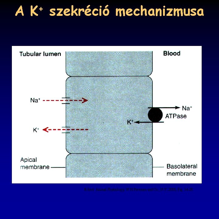 A K+ szekréció mechanizmusa Eckert: Animal Physiology, W. H. Freeman and Co. , N.