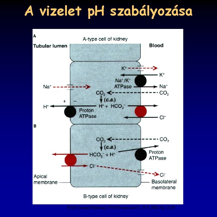 A vizelet p. H szabályozása Eckert: Animal Physiology, W. H. Freeman and Co. ,