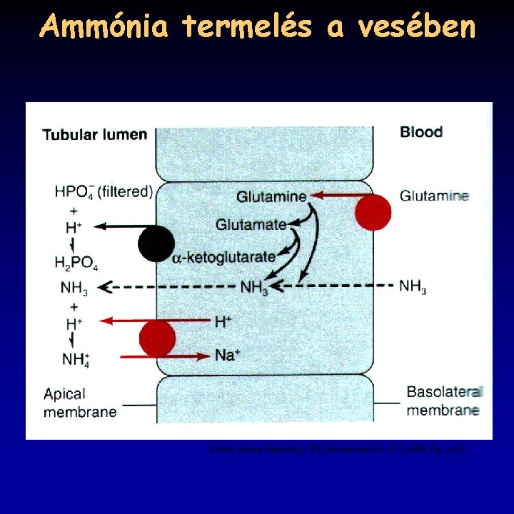 Ammónia termelés a vesében Eckert: Animal Physiology, W. H. Freeman and Co. , N.