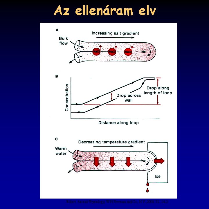 Az ellenáram elv Eckert: Animal Physiology, W. H. Freeman and Co. , N. Y.