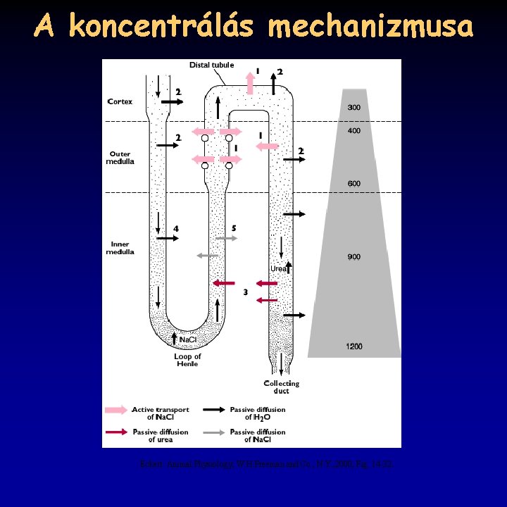 A koncentrálás mechanizmusa Eckert: Animal Physiology, W. H. Freeman and Co. , N. Y.