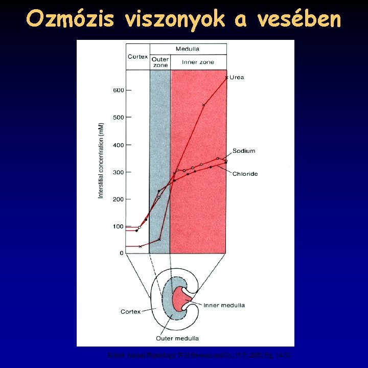 Ozmózis viszonyok a vesében Eckert: Animal Physiology, W. H. Freeman and Co. , N.