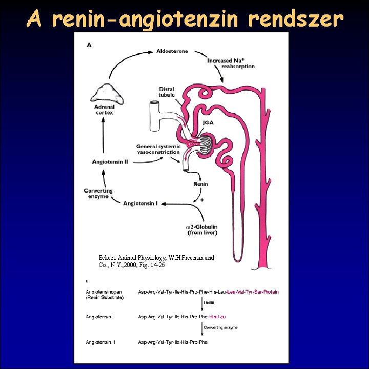 A renin-angiotenzin rendszer Eckert: Animal Physiology, W. H. Freeman and Co. , N. Y.