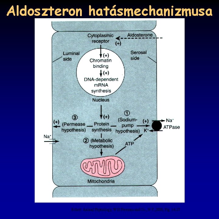 Aldoszteron hatásmechanizmusa Eckert: Animal Physiology, W. H. Freeman and Co. , N. Y. ,