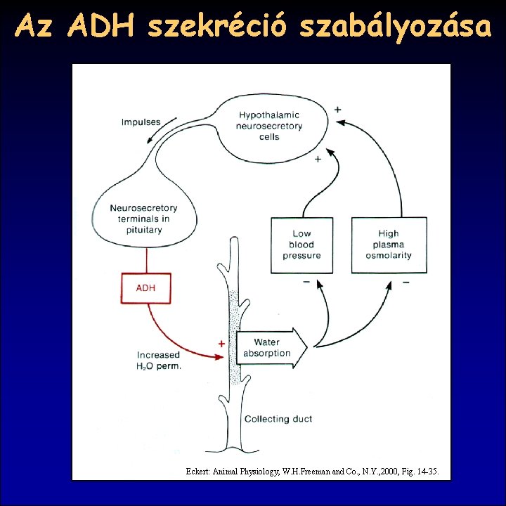 Az ADH szekréció szabályozása Eckert: Animal Physiology, W. H. Freeman and Co. , N.